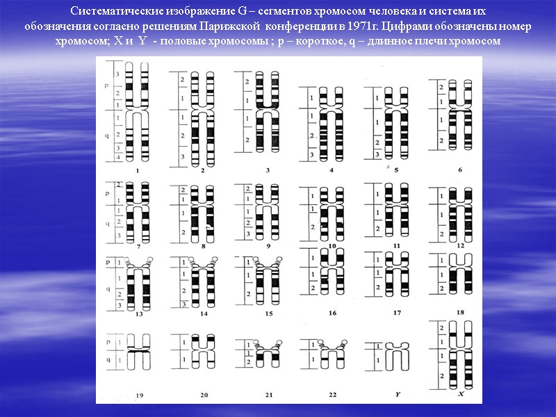 Систематические изображение G – сегментов хромосом человека и система их    